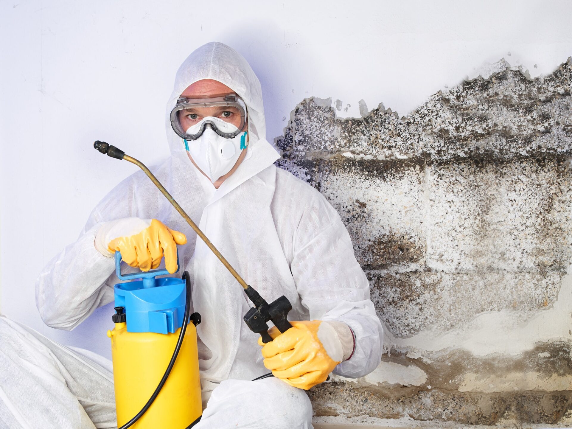 How To Find A Good Mold Remediation Company