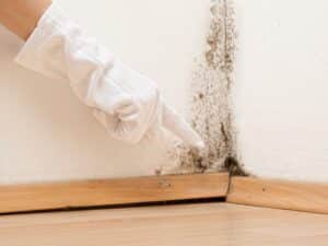 mold cleanup and removal