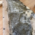 Mold Inspection Discovers Mold On Drywall