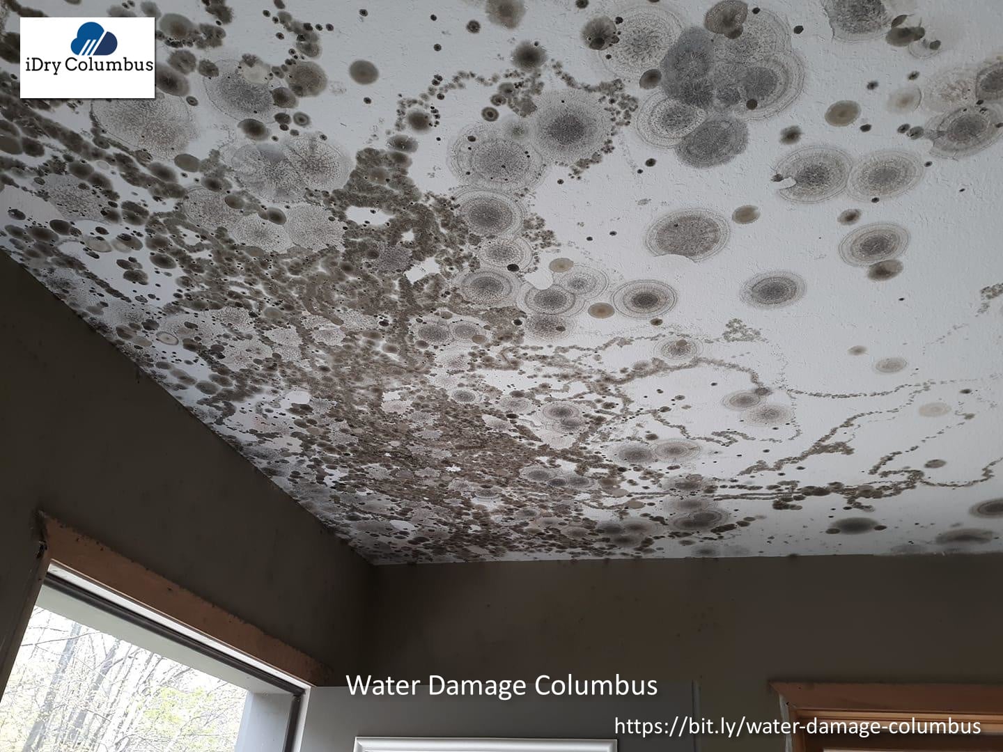 Mold on drywall ceiling