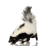 Skunk odor removal by iDry Columbus