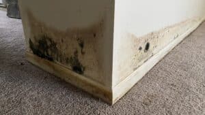 black mold spores on drywall due to water damage