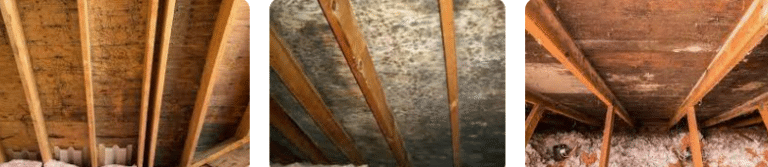 attic mold removal services iDry Columbus