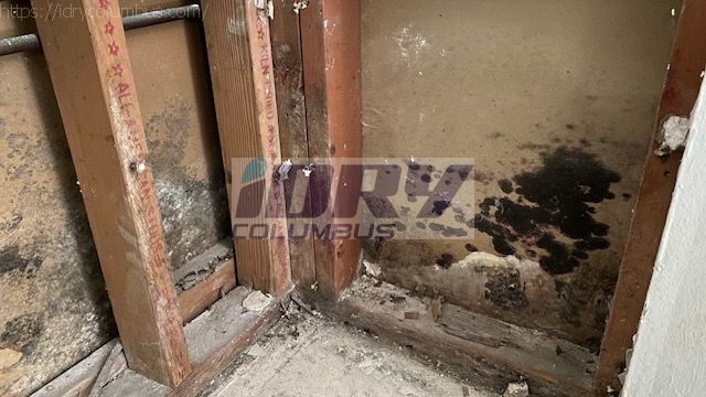 black mold due behind drywall, damage to drywall and framing - iDry Columbus