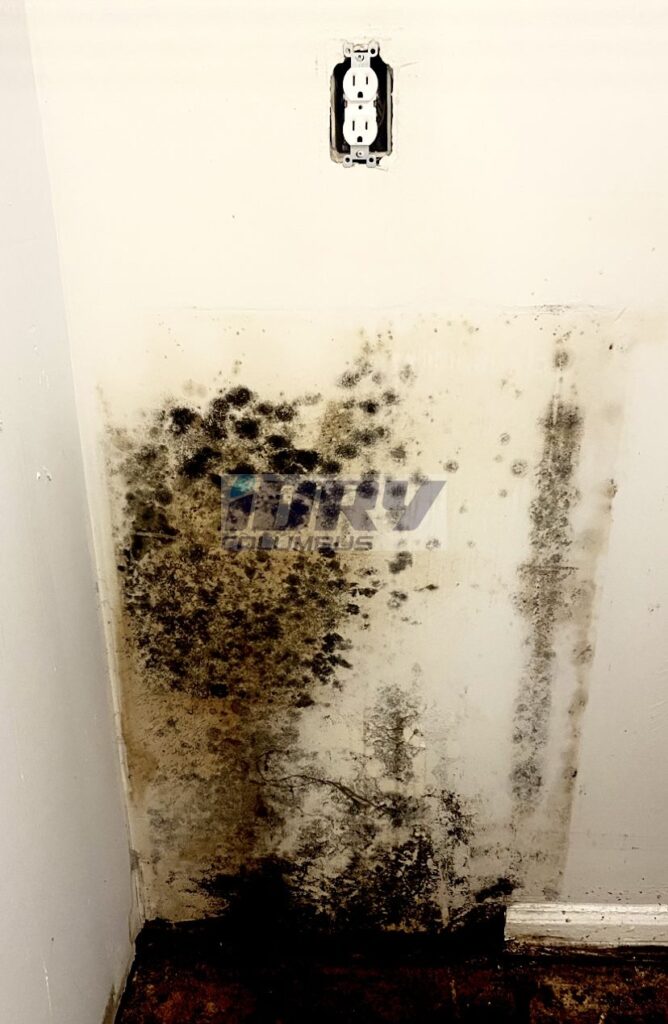 black mold on drywall due to water backup - iDry Columbus