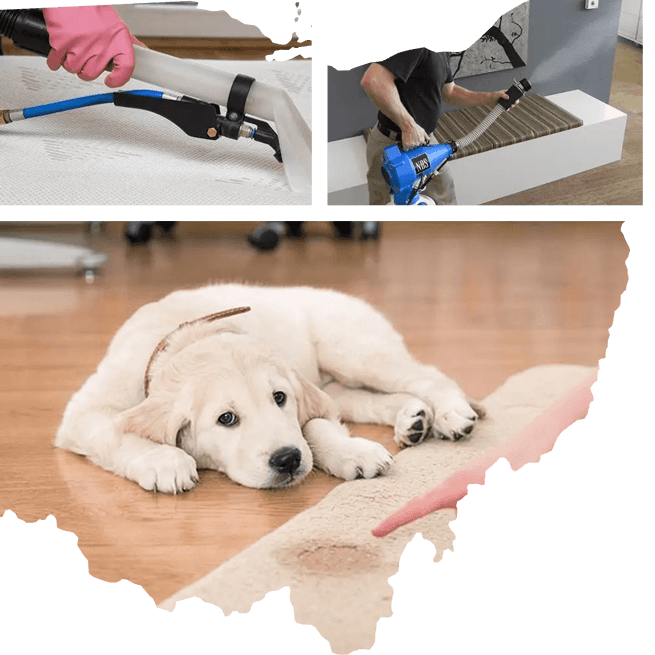 image of cleaning a sofa and carpet for pet odor removal
