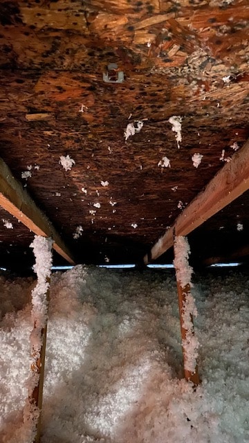 attic mold remediation of black mold - iDry Columbus
