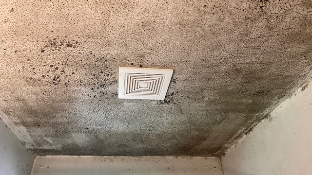 water damage pros battle extensive mold growth and water damage to drywall ceiing due to excessive moisture and lack of ventilation. - iDry Columbus