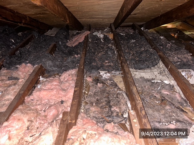 multiple attic insulation bays affected by urine and feces contamination - iDry Columbus