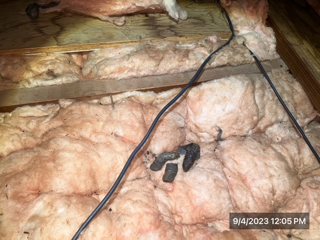 racoon feces in attic insulation - iDry Columbus